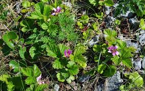 Attēlu rezultāti vaicājumam “Rubus arcticus flower”