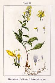 Image result for Solidago virgaurea
