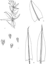 Attēlu rezultāti vaicājumam “Bryum pallescens sporophyte”