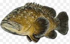 Image result for Mycteroperca microlepis