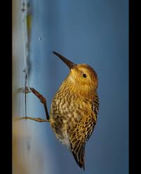Attēlu rezultāti vaicājumam “Calidris alpina”
