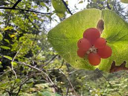 Attēlu rezultāti vaicājumam “Lonicera caprifolium fruit”