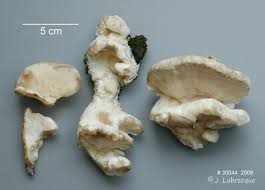 Attēlu rezultāti vaicājumam “Climacodon septentrionalis”