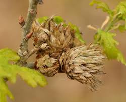 Attēlu rezultāti vaicājumam “Andricus foecundatrix”