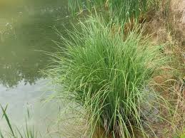Attēlu rezultāti vaicājumam “Carex elata flower”