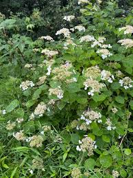 Attēlu rezultāti vaicājumam “Hydrangea arborescens”