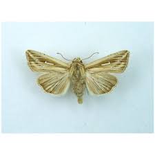 Attēlu rezultāti vaicājumam “Moma alpium”