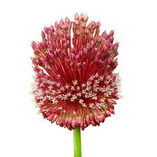 Image result for Zierlauch