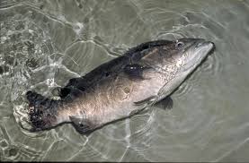 Image result for Polyprion americanus