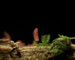 Attēlu rezultāti vaicājumam “Physarum oblatum macro”