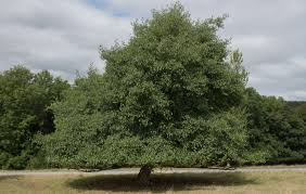 Image result for Alder Cc