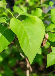 Attēlu rezultāti vaicājumam “Syringa vulgaris fruit”