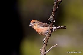 Image result for Loxia curvirostra