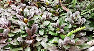 Attēlu rezultāti vaicājumam “Ajuga reptans leaf”