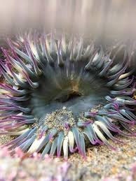 Image result for sea Anemone