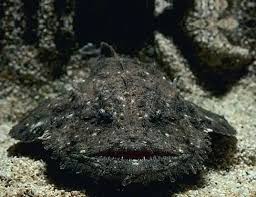 Image result for Lophius americanus