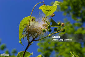 Attēlu rezultāti vaicājumam “Yponomeuta evonymella larva”