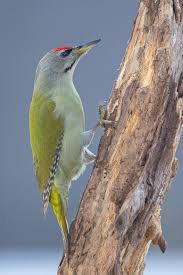 Attēlu rezultāti vaicājumam “Picus canus”