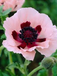 Attēlu rezultāti vaicājumam “Papaver orientale  flower”