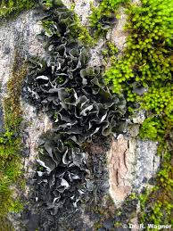 Attēlu rezultāti vaicājumam “Leptogium saturninum”
