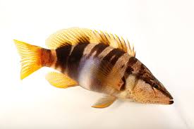 Image result for Serranus scriba