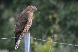 Attēlu rezultāti vaicājumam “Pernis apivorus adult”