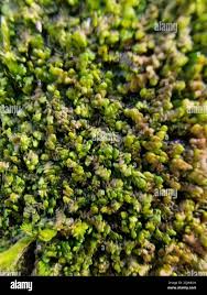 Attēlu rezultāti vaicājumam “Frullania dilatata”