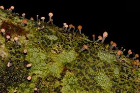 Attēlu rezultāti vaicājumam “Craterium minutum cf. var. brunneum”