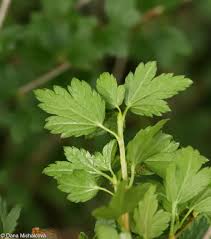 Attēlu rezultāti vaicājumam “Ribes alpinum leaf”