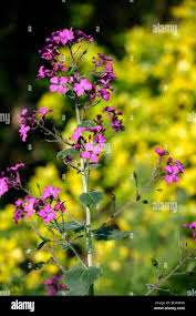 Attēlu rezultāti vaicājumam “Lunaria rediviva fruit”