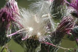 Attēlu rezultāti vaicājumam “Cirsium palustre flower”