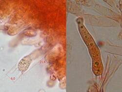 Attēlu rezultāti vaicājumam “Antrodia gossypium”