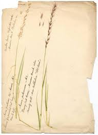 Attēlu rezultāti vaicājumam “Helictotrichon pubescens”