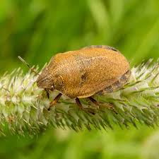 Attēlu rezultāti vaicājumam “Eurygaster testudinaria nymph”