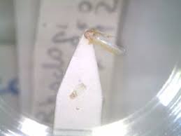 Attēlu rezultāti vaicājumam “Edwardsiana geometrica”