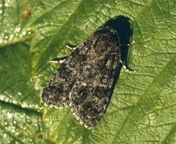 Attēlu rezultāti vaicājumam “Acronicta rumicis”