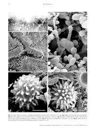 Attēlu rezultāti vaicājumam “Pachyphloeus melanoxanthus”