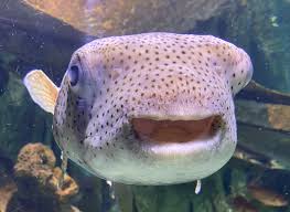 Image result for Diodon hystrix