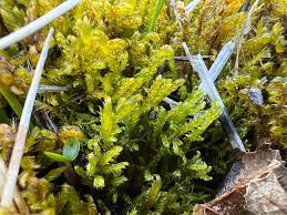 Attēlu rezultāti vaicājumam “Palustriella falcata”