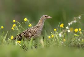 Attēlu rezultāti vaicājumam “Crex crex”