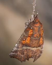 Attēlu rezultāti vaicājumam “Scoliopteryx libatrix”