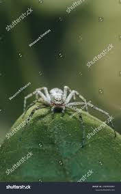 Attēlu rezultāti vaicājumam “Philodromus margaritatus”