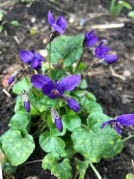 Image result for Veilchen