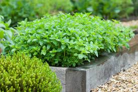 Image result for Oregano