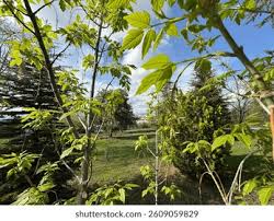 Attēlu rezultāti vaicājumam “Acer negundo female flower”