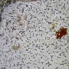 Attēlu rezultāti vaicājumam “Phaeographis dendritica”