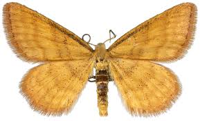 Attēlu rezultāti vaicājumam “Idaea serpentata”