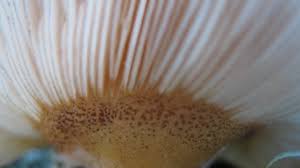 Attēlu rezultāti vaicājumam “Panellus serotinus”