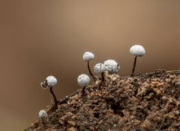 Attēlu rezultāti vaicājumam “Didymium bahiense macro”