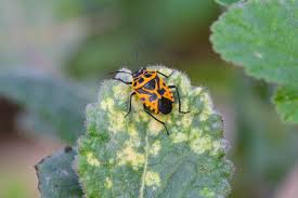 Attēlu rezultāti vaicājumam “Eurydema dominulus”